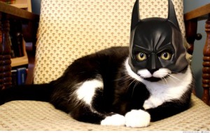 This cat: genderfluid avenger of the night!